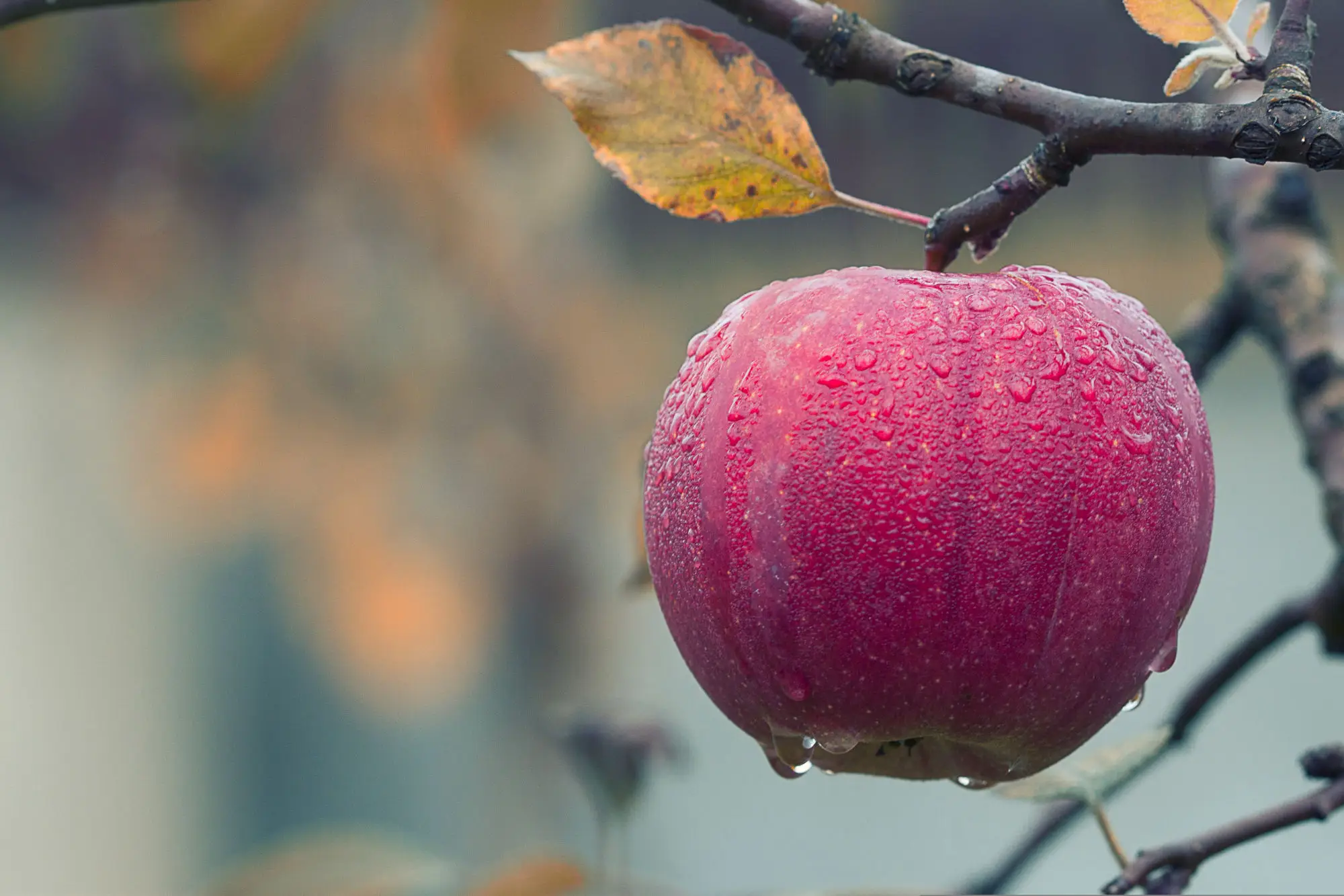 Apple Orchard