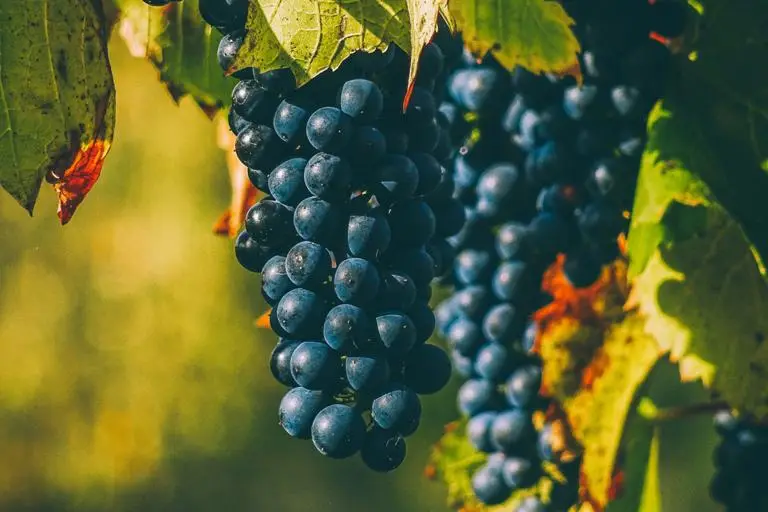 Grapes!