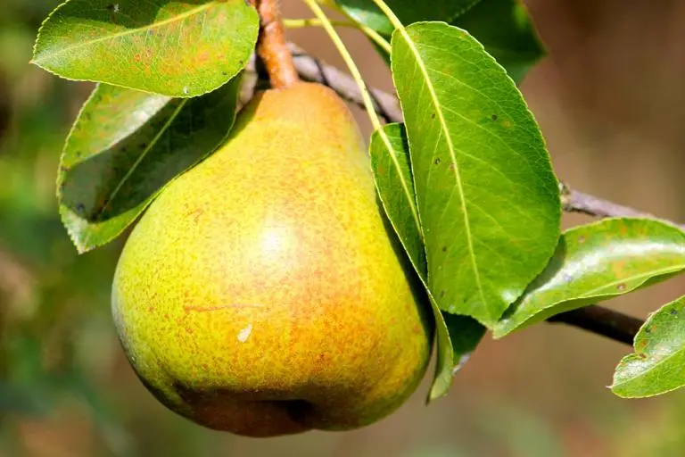 Pears!